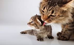 Después de parir una gata, entra en celo? – Clínica Veterinaria Austrovet Cuenca Ecuador