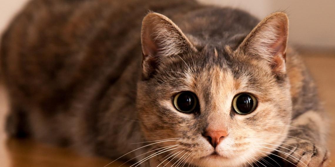 Cuidados para un gato recién esterilizado Clínica Veterinaria