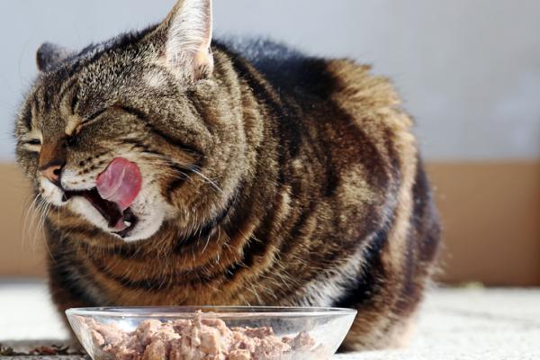 castillo Factor malo Untado Mi gato vomita y no come – Causas y qué hacer – Clínica Veterinaria  Austrovet Cuenca Ecuador